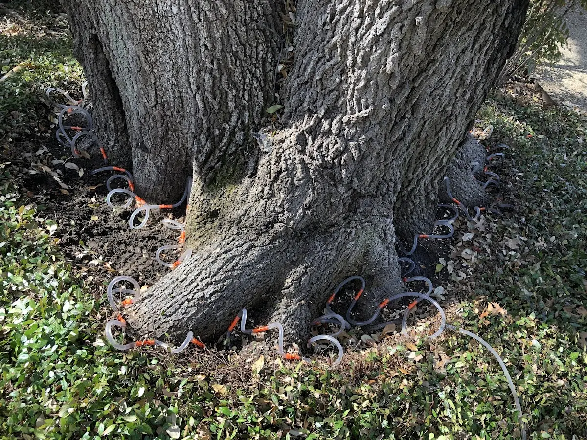 Detailed Tree Cabling and Bracing job site in Peytona