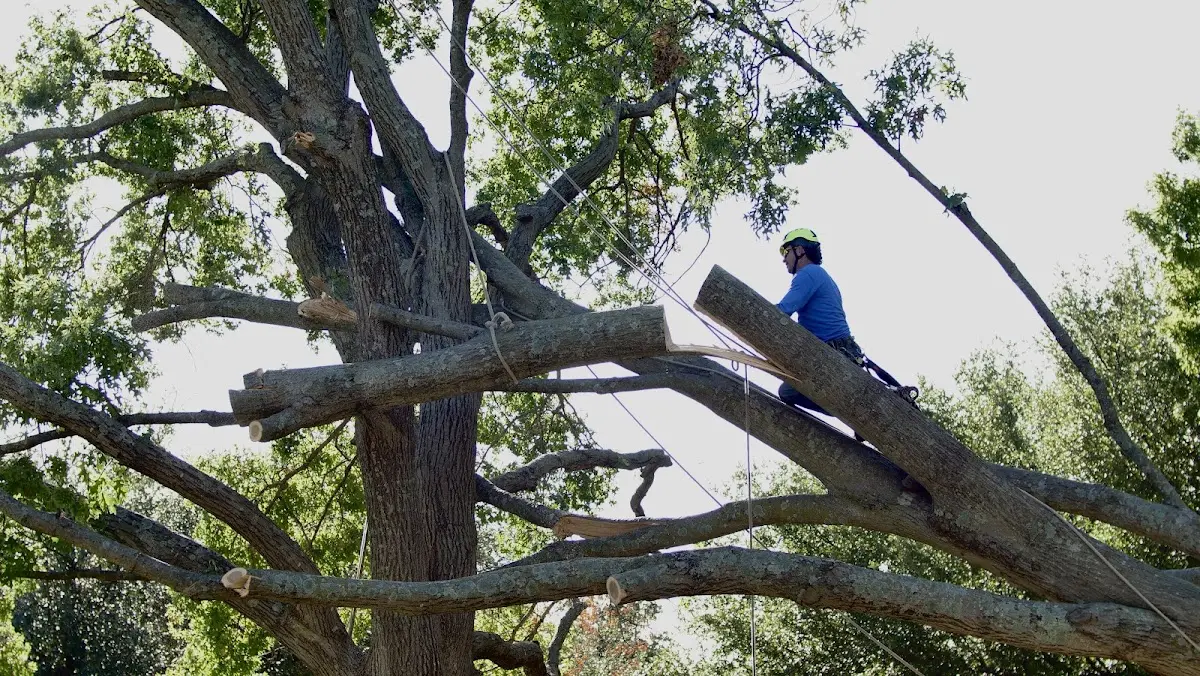 Professional Crown Thinning performed by certified arborists in Peytona
